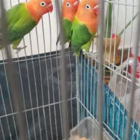 جوجه طوطی برزیلی اوپلاین گرین