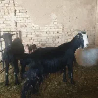 بز بزغاله