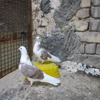 کفتر دوکت