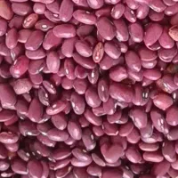 لوبیا قرمز بوجاری و لیزر شده