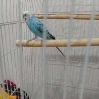 مرغ عشق و قفس
