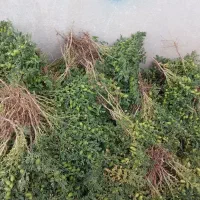 نخود بلبلی درجه یک
