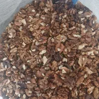 مغز توباری