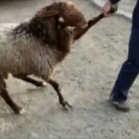 قصاب سیار
