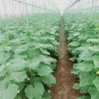 فروش هفت کله گلخونه