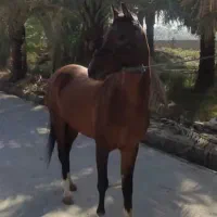 اسب|اسب و تجهیزات اسب‌سواری|چمران, |دیوار