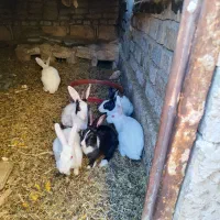 خرگوش|موش و خرگوش|رفسنجان, |دیوار