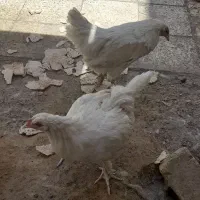 مرغ برهما چهل تاج پا پر