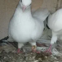 کبوتر ها دونه ۲۰۰