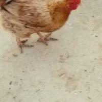 خروس