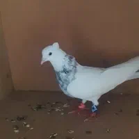 طوقی|پرنده|سیروان, |دیوار