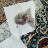 جوجه عروس هلندی