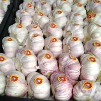 سیر کالیبر ۵.صادراتی.درجه یک