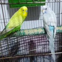 دوتا مرغ عشق نر