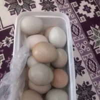 تخم نطفه دار