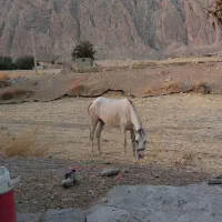 فروش اسب