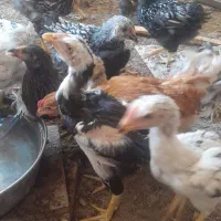 فروش جوجه لاری
