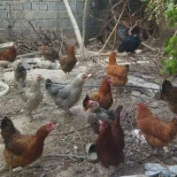 فروش ۳۴ عدد مرغ و خروس
