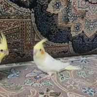 سه عدد جوجه عروس هلندی سرلاکی درحد نرمه خور
