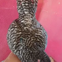 نیمچه آمروک