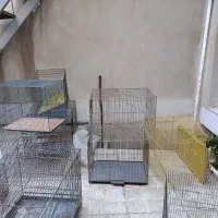 حدود ده تا قفس سالم سایز بزرگ قیمت توافقی
