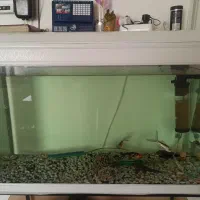 فروش ( آکواریوم شرکتی شیشه خم 65*1