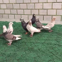 8عددکبوتر|پرنده|حمیدیه, |دیوار