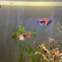 گوپی کوی بچه ماهی