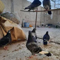 ۸تا کبوتر پلاکی