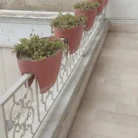 اجاره-یاشراکت-جهته-گلخانه-دام-و-پرورش-شترمرغ