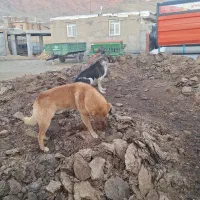 سگ گله ای