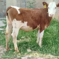 گاو گوساله سیمینتال قرمز جنس مونت