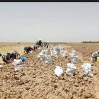 پیاز زعفران