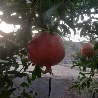 باغچه ۱۵۰۰ متر با کنتور اب و برق مصرفی