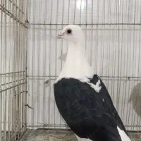 کبوتر گراف،سرورتوقی