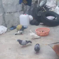 ۱۲۳۱۲۳|پرنده|دوگنبدان, |دیوار