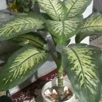 دیفن|گل و گیاه طبیعی|دره شهر, |دیوار