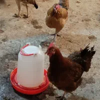 دو عدد مرغ محلی تخمگذار جوان