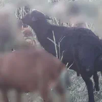 گوسفند نر قره قزل