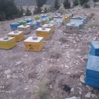 زنبور عسل