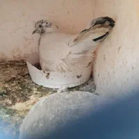 دو جفت کفتر خوب پلنگی و کله دم سبز