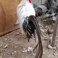 براکلز سیلور خروس