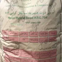 فروش بدون واسطه بذر ذرت ۷۰۴ مغان