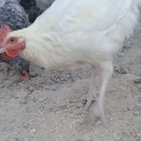 جوجه خروس دارویی
