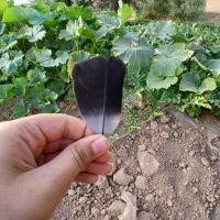 فروش عنبر نسا