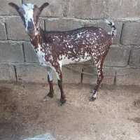 فروش بز