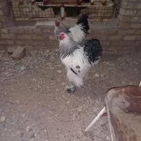 خروس برهما