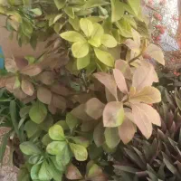 گل ها نو|گل و گیاه طبیعی|فیروزآباد (فارس), |دیوار