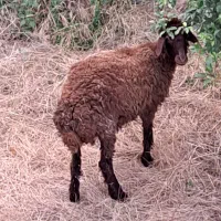 گوسفند قربانی