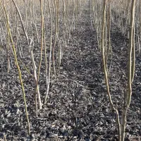 فروش ویژه صنوبر نیگرا ترکیه